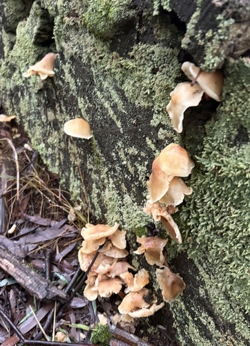 Rhodocollybia eucalyptorum