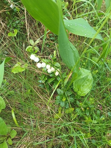 European lily of the valley