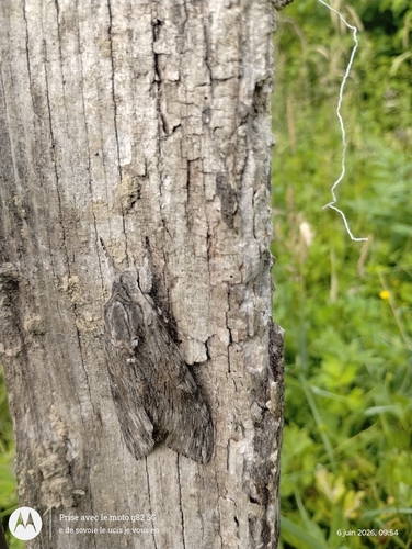 Convolvulus Hawkmoth