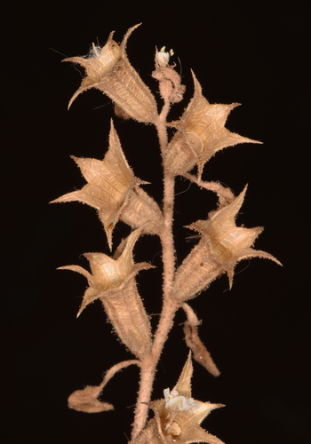 Dwarf Henbane