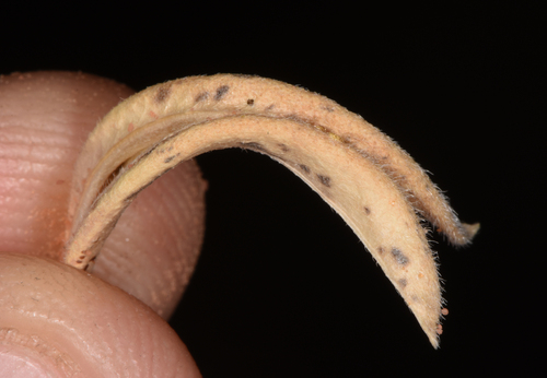 Astragalus arpilobus
