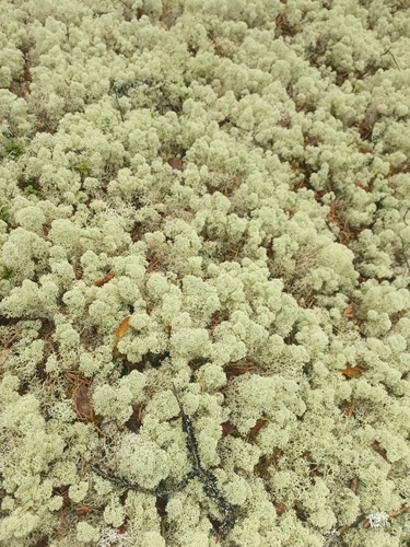 Star-tipped Reindeer Lichen