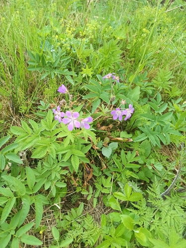 wood crane's-bill