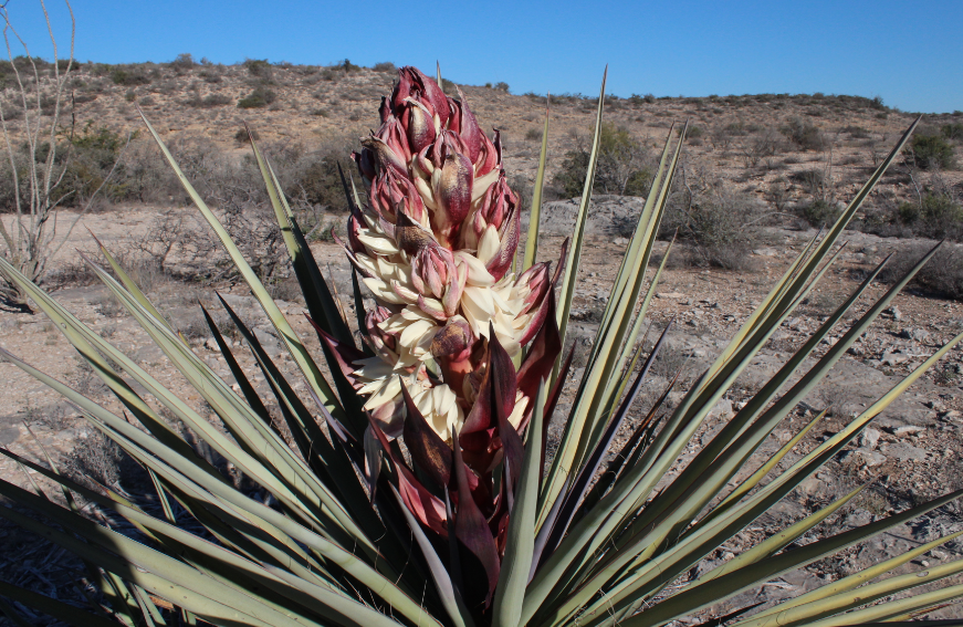 yucca-様ご確認ページ 2013 BONAP North American Plant Atlas. TaxonMaps