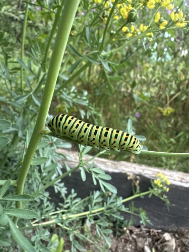 Old World Swallowtail