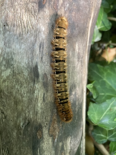 Oak Eggar