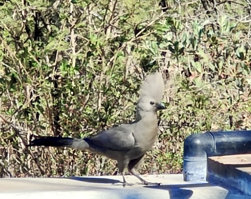 Grey Go-away-bird