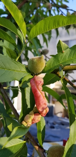 Peach Leaf Curl