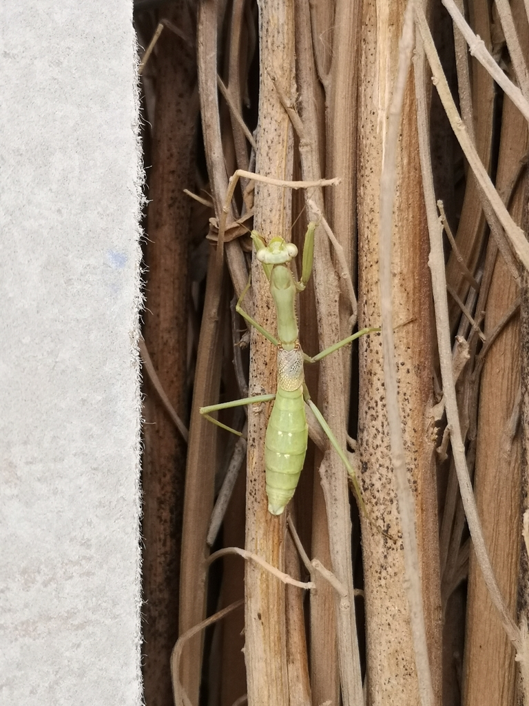 Coptopteryx gayi from Copiapó, Atacama, Chile on April 14, 2020 at 10