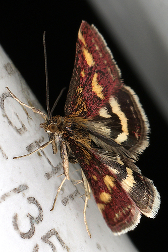 Common Crimson-and-gold Moth