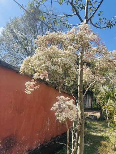 pascuita