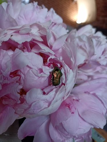 European Rose Chafer