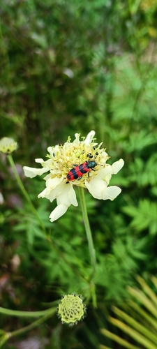 Bee-eating Beetle