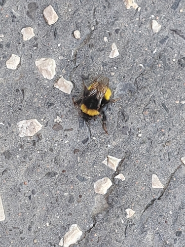 Blood-tailed Bumble Bee