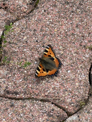 Small Tortoiseshell