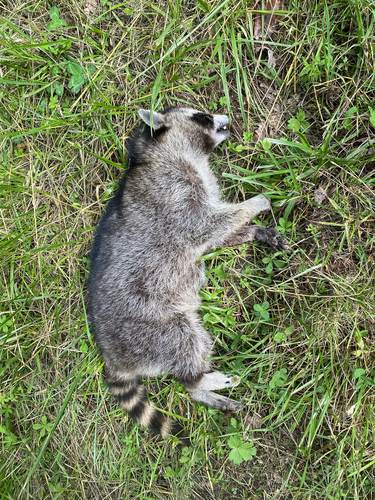 Common Raccoon