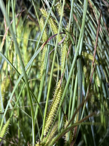 beaked sedge