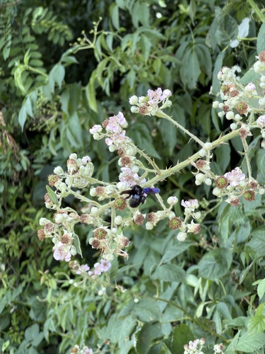 Xylocopa