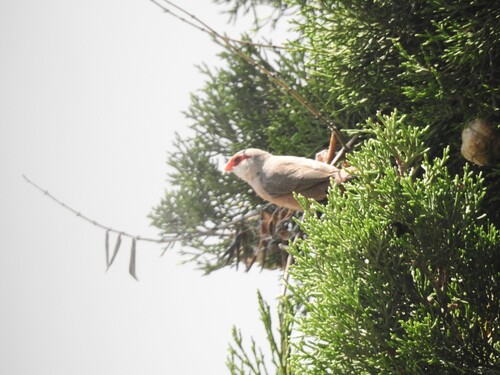 Common Waxbill