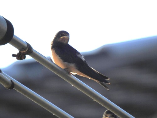 Barn Swallow