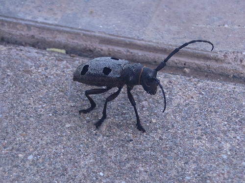 Morimus funereus