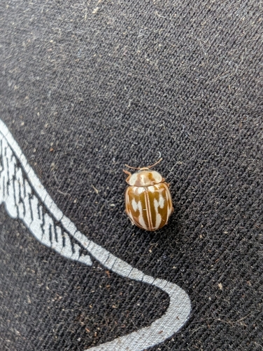 Striped Ladybird