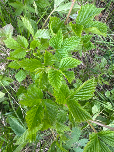 Stone Bramble