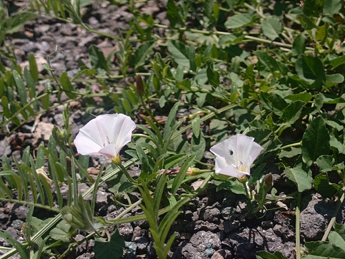 field bindweed