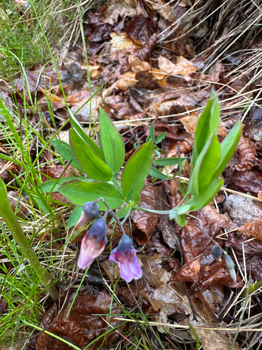 Bitter Vetch