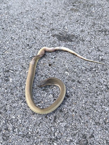Indochinese Spitting Cobra