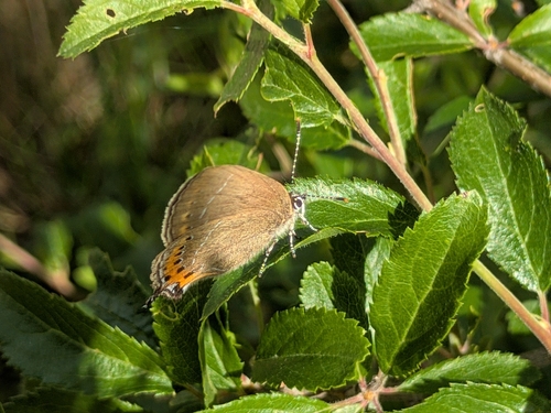 Black Hairstreak