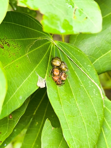 Asian Weaver Ant