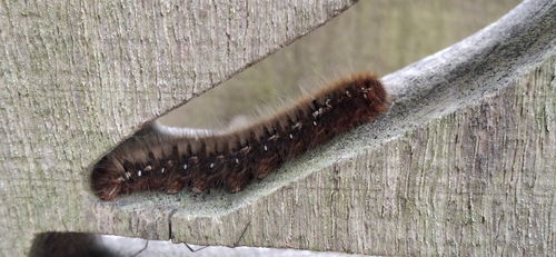 Oak Eggar