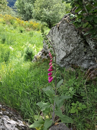 purple foxglove