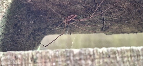 European Harvestman