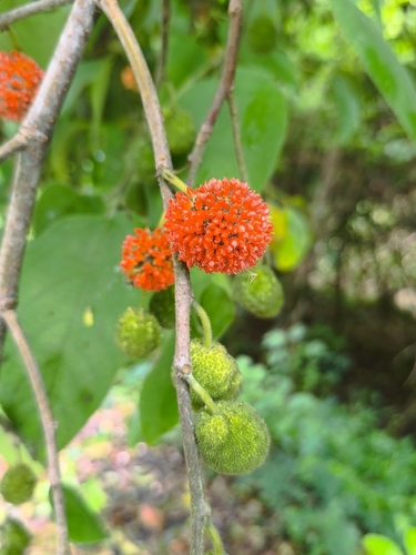 Paper mulberry