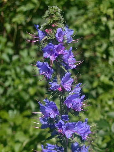 viper's-bugloss