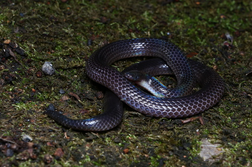 Schmidt's Reed Snake