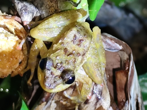 Phrynobatrachus sandersoni