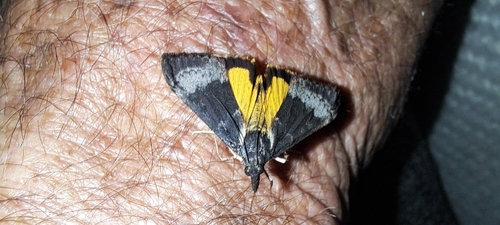 Tree Lucerne Moth