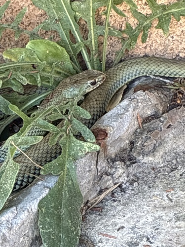 Western Montpellier Snake
