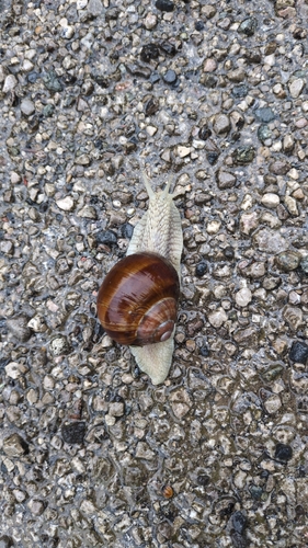 Roman Snail