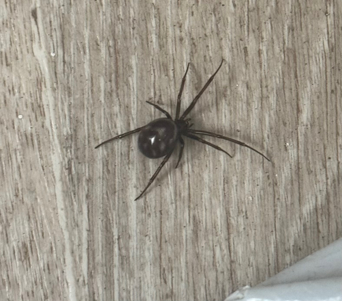 False Black Widow