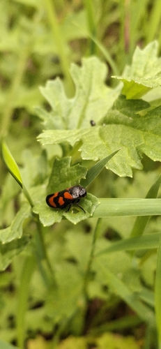 Common Froghopper