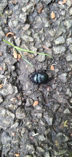 Woodland Dor Beetle