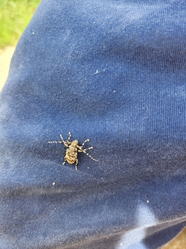 Aegomorphus clavipes