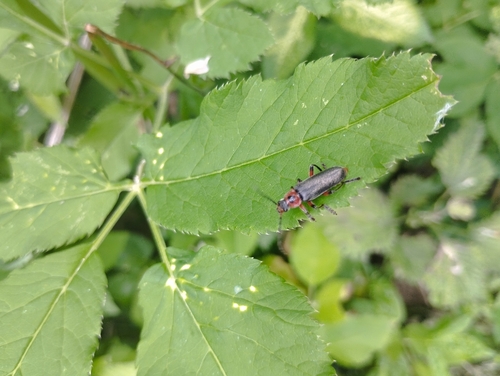 Rustic Sailor Beetle