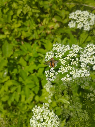 Ectophasia crassipennis