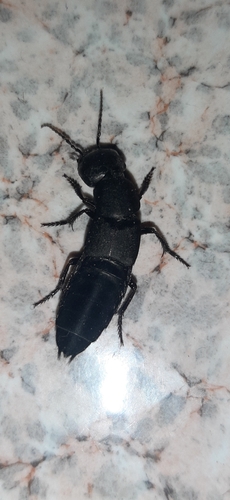 Devil's Coach Horse Beetle