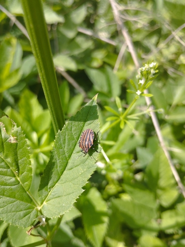 European Striped Shield Bug